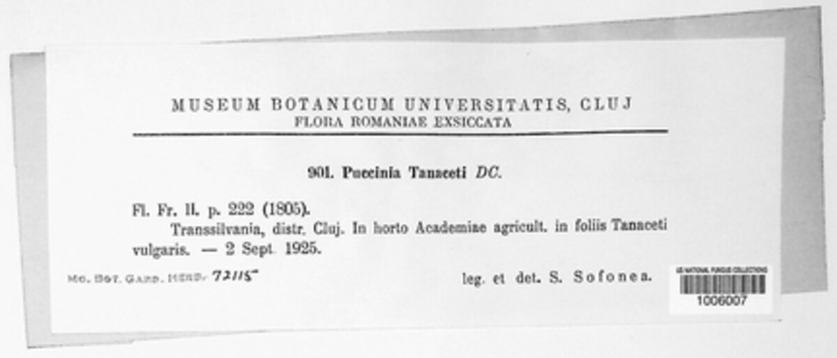 Puccinia tanaceti image